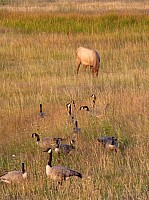 Yellowstone (57).JPG